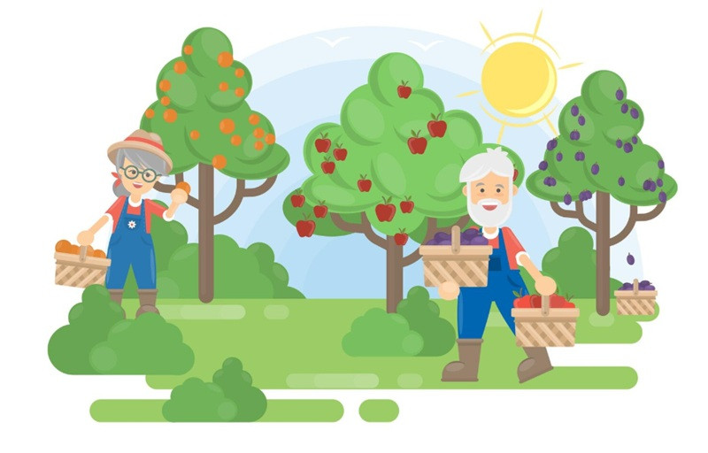 Як підготувати плодові дерева восени: обрізка, полив, побілка та мульча